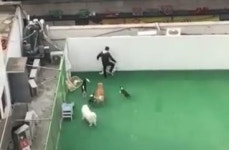 손님 개를 물어서… 자기 반려견 폭행한 애견유치원 직원