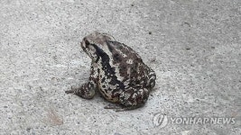두꺼비 요리해 먹은 50대 남성 사망..황소개구리인 줄 알고
