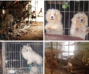 강아지 공장, 더럽고 비좁은 뜬창에 갇힌 생명… 참혹한 실태 어땠길래?