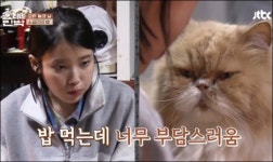 아이유 미미 눈싸움…페르시안 고양이 가격은?
