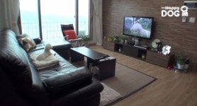 Happy DOG TV | 돌아와줘서 고마워 땡큐센터에 가다 