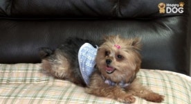 Happy DOG TV | 개를 기른다는 것은?  