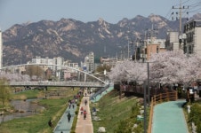 서대문구, 홍제천·불광천 봄맞이 단장