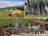 체험형 목장 힐링 여행 대관령 주주파크 주목