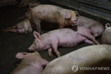 중국 홍수에 돼지 축사 떠내려가…돼지열병 확산 우려