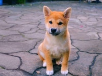 犬 코인의 몰락...대형고래 이탈, 시바이누·도지코인 동반하락