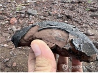 전남 신안서 육식·초식공룡알 화석 동시 발견…이례적 사례