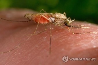 말라리아 환자 급증…수도권 경보 발령