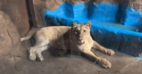 갈비사자 떠난 자리 딸이 채웠다…온라인 부글