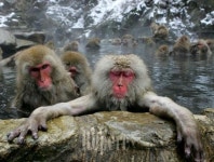 [TRAVEL FEATURE]해외온천② 온천 삼매경에 빠진 원숭이