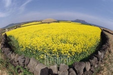 [TRAVEL NEWS24]연인과 함께 가고 싶은 봄맞이 여행지