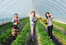 스파도 즐기고 유기농 딸기도 맛보고