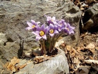 봄 도보여행② 강화 해안도로, 정선 귤암마을