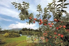 일본④하코다테와 아오모리의 여행 정보