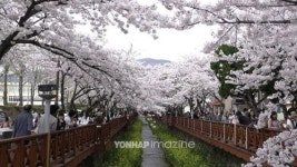 꽃향기 찾아 떠나는 봄꽃 여행