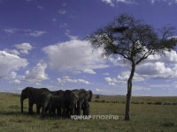 최후의 여행지 아프리카로 떠나는 감동 여행