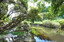 창녕 우포늪① 어느 가을날, 원시의 풍경과 대면하다