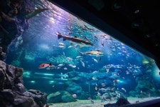 [주말&여기] 210여종 3만마리의 해양 생물 만나러 아쿠아플라넷 광교