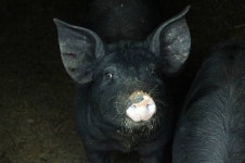 [황교익의 Epi-Life]  돼지고기를 소금만 넣고 삶는 일과 그 이후의 일