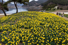 [ZOOM] 수선화 엽서