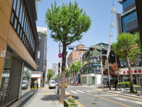 죽어가던 신사동… ‘세로수길’ 확장에 역세권 유동인구 늘어[가봤어요]