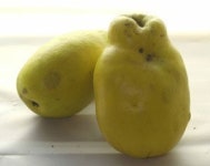 [한의사 김승호의 약초 이야기 <마지막 회>] 토사곽란, 통증, 관절염에 효과