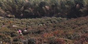 [둘레길 四季] 섬진강 벚꽃길에서 서희 아씨를 만나다