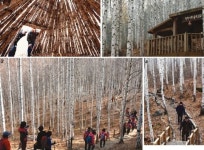 [카메라 포커스] 속삭이는 자작나무 숲