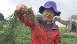 [신동아-채널A 공동기획 | ‘新대동여지도’ 기적의 건강밥상] 항암·항염효과 뛰어난 자색당근…크기 2배, 영양 2배 암탁배추