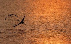 [김성남의 View] 강릉 솔향에 취하다
