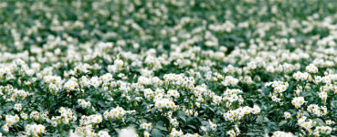 [김성남의 View] 강릉 솔향에 취하다