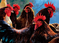 [카메라 스케치] 자연방사 친환경 닭