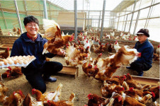 [카메라 스케치] 자연방사 친환경 닭