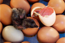 [카메라 스케치] 자연방사 친환경 닭