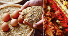 [카메라 스케치] 자연방사 친환경 닭