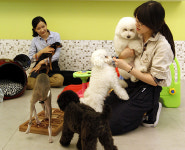 [연/중/기/획  | 청년 일자리 금맥 찾기] 늘어나는 펫팸(Pet+Family)족  펫코노미(Pet+Economy)를 선점하라