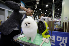 [포토] 세상에 사랑스럽지 않은 개는 없다