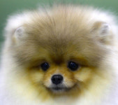 [포토] 세상에 사랑스럽지 않은 개는 없다