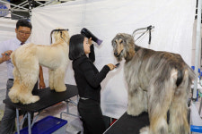 [포토] 세상에 사랑스럽지 않은 개는 없다