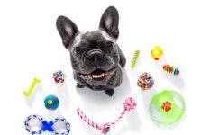 [설채현의 ‘반려견 마음 읽기’] 개와 집에서 노는 6가지 방법