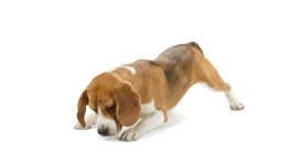 [설채현의 ‘반려견 마음 읽기’] 개와 집에서 노는 6가지 방법