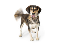 [설채현의 ‘반려견 마음 읽기’] 개가 꼬리 치는 진짜 이유 알고 보니…