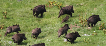 [동물萬事] 미국 ‘巨大 멧돼지’ 호그질라 탄생기