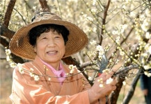 [길에서 만난 인연]40년 매실 사랑 홍쌍리 명인