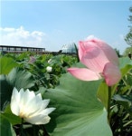 [여행] 회산백련지 진흙세상 蓮바다, 깨달음의 燈 켜다