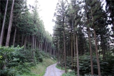 [주말여행] 활력 충전 심호흡.. 그 숲으로의 초대