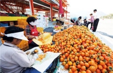 [포토뉴스] 감 수확에 깊어가는 가을