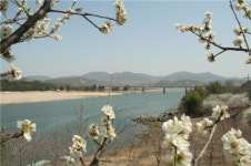 코레일, 봄꽃군락지 관광열차 매일 운행