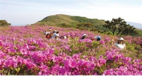 남도 봄꽃 축제 총집합…봄을 흠뻑 적신다