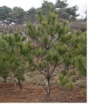 정이품송 남산에 심어진다